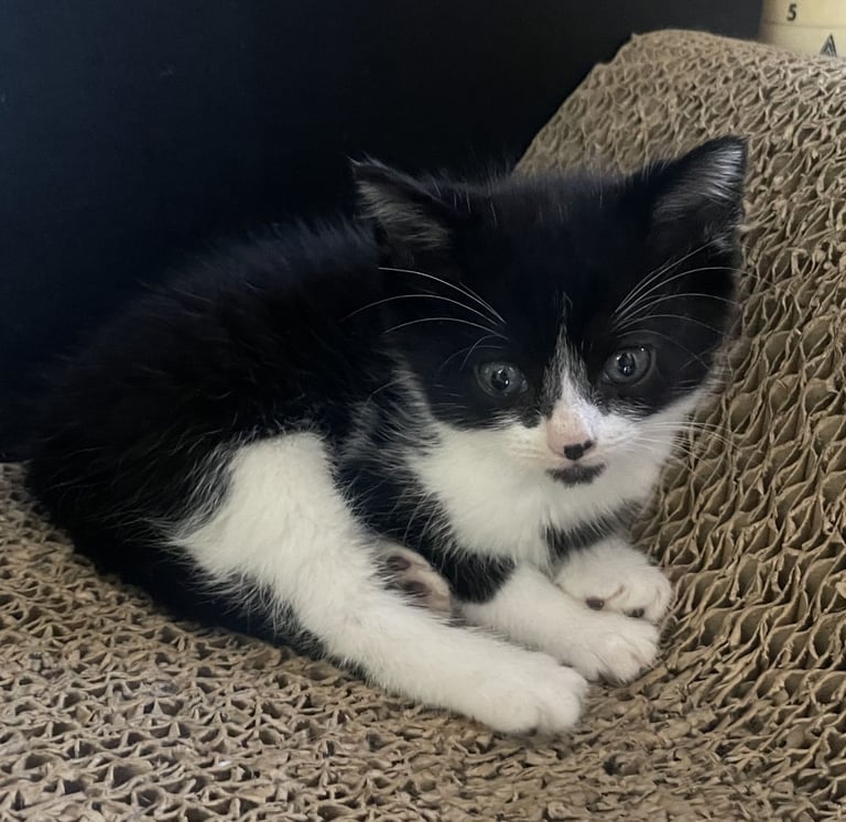 4 Sweet tempered kittens looking for loving homes
