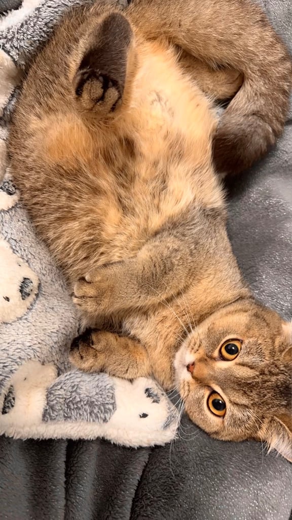 Friendly female golden shaded British shorthair kitten