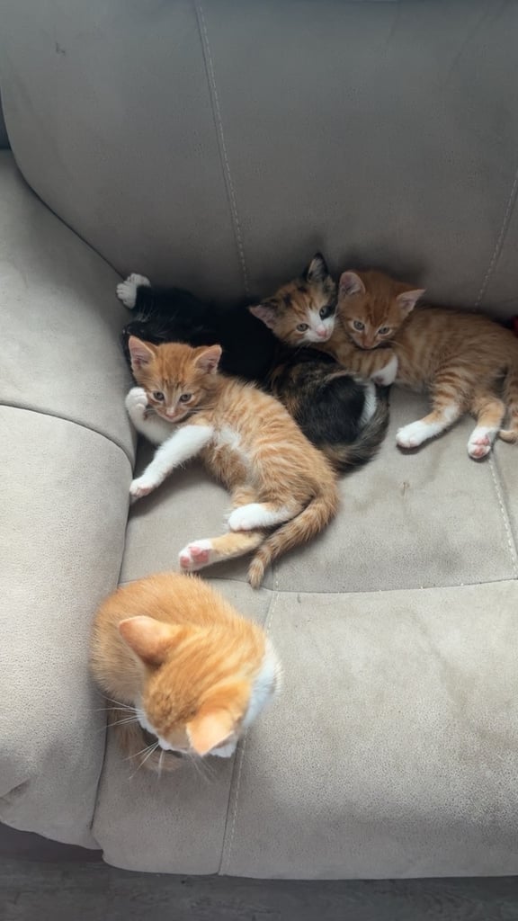 Adorable kittens for sale