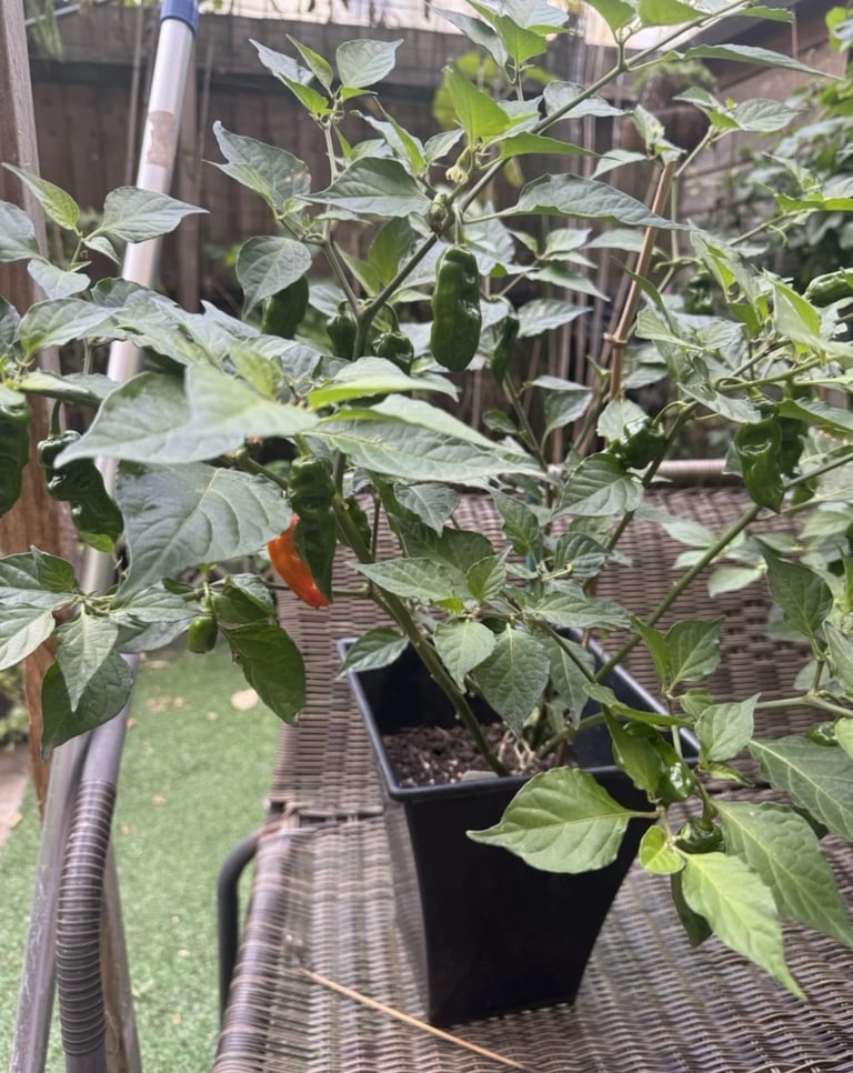 Naga chilli plant 