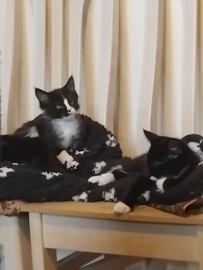 image for Kittens for Sale