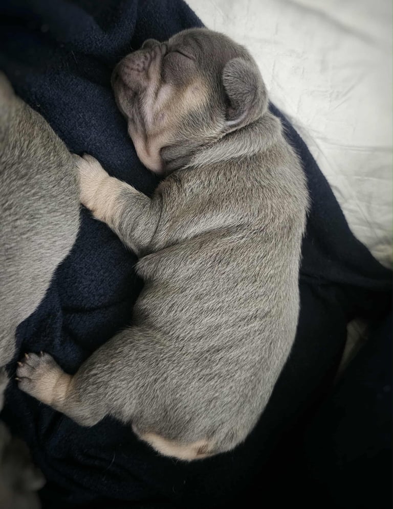 Generational Health tested French Bulldog Puppies (Only one boy and One Girl Left)