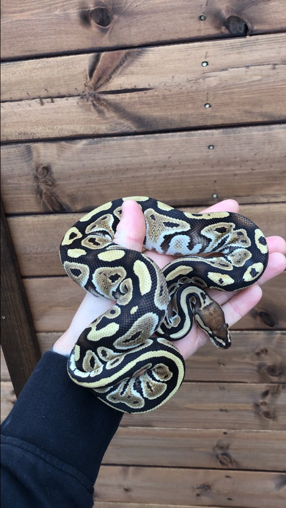 Ball python/ royal pythons 