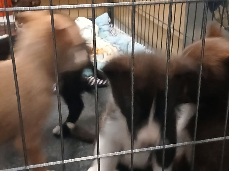 Mum is a husky collie cross dad is a malamute husky cross 