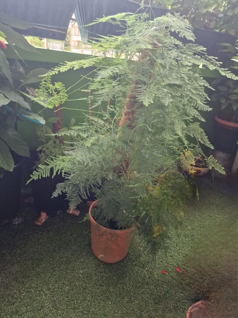 Asparagus fern 