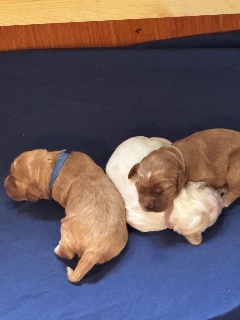 Adorable F1 Cockapoo Puppies Ready Soon! 🐶