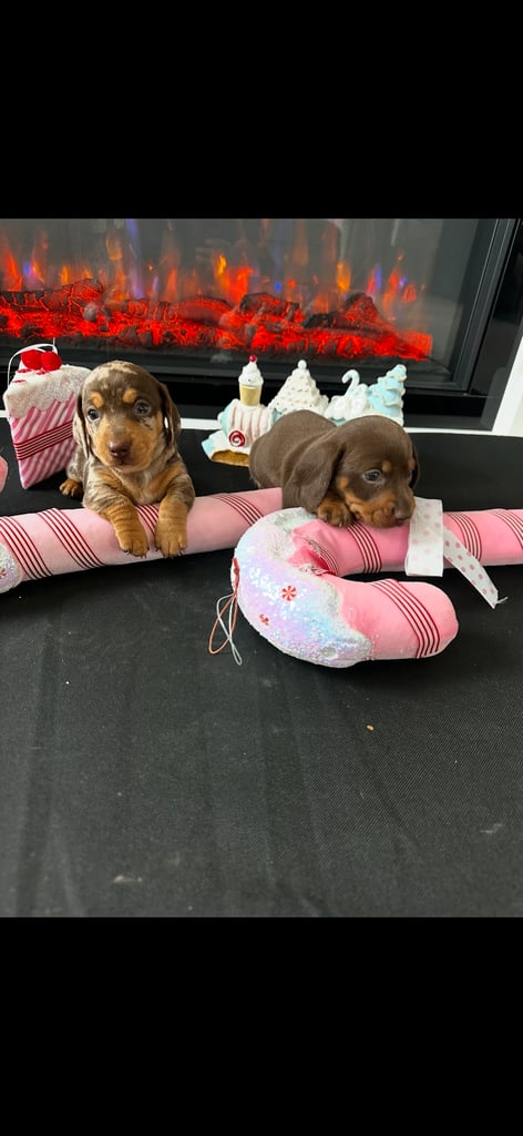 Miniature Dachsunds 