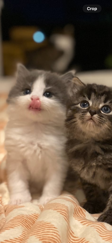 kittens 