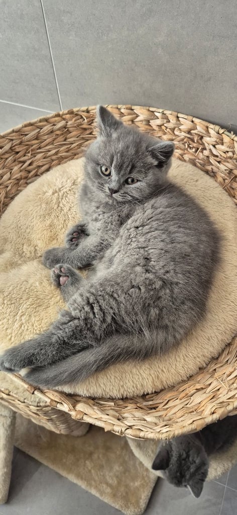 British shorthire kittens 