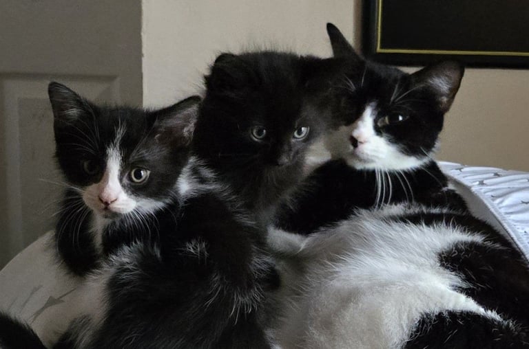 Male kitten for sale 