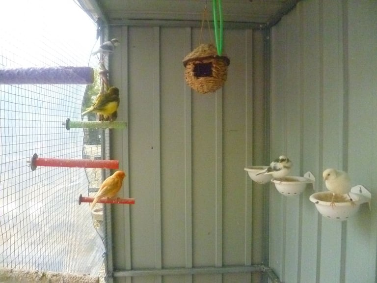 5 Canary Canaries Birds for sale for £140 Yellow, White/Black  Red Pure White Small Cage and Food