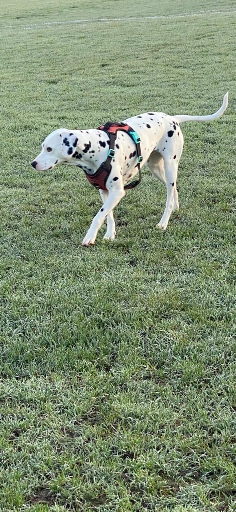 Dalmațian dog puppies 