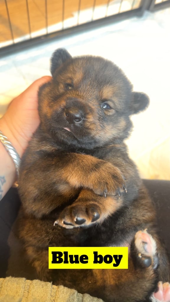 Rottweiler x Akita 