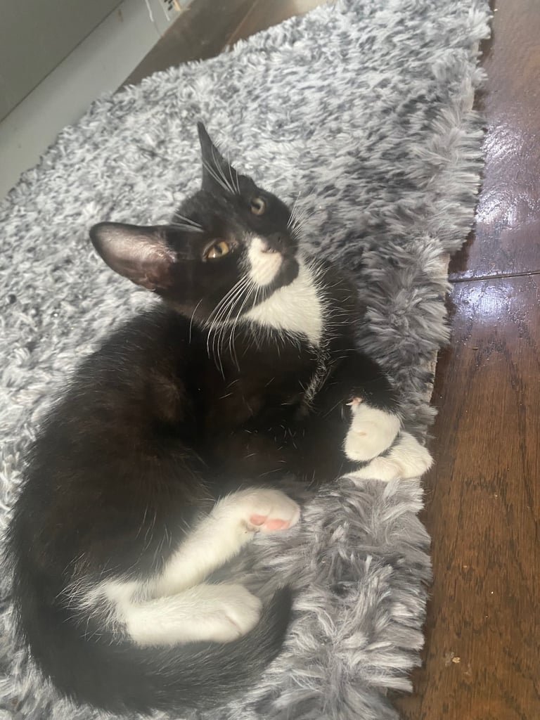 kittens for sale cats