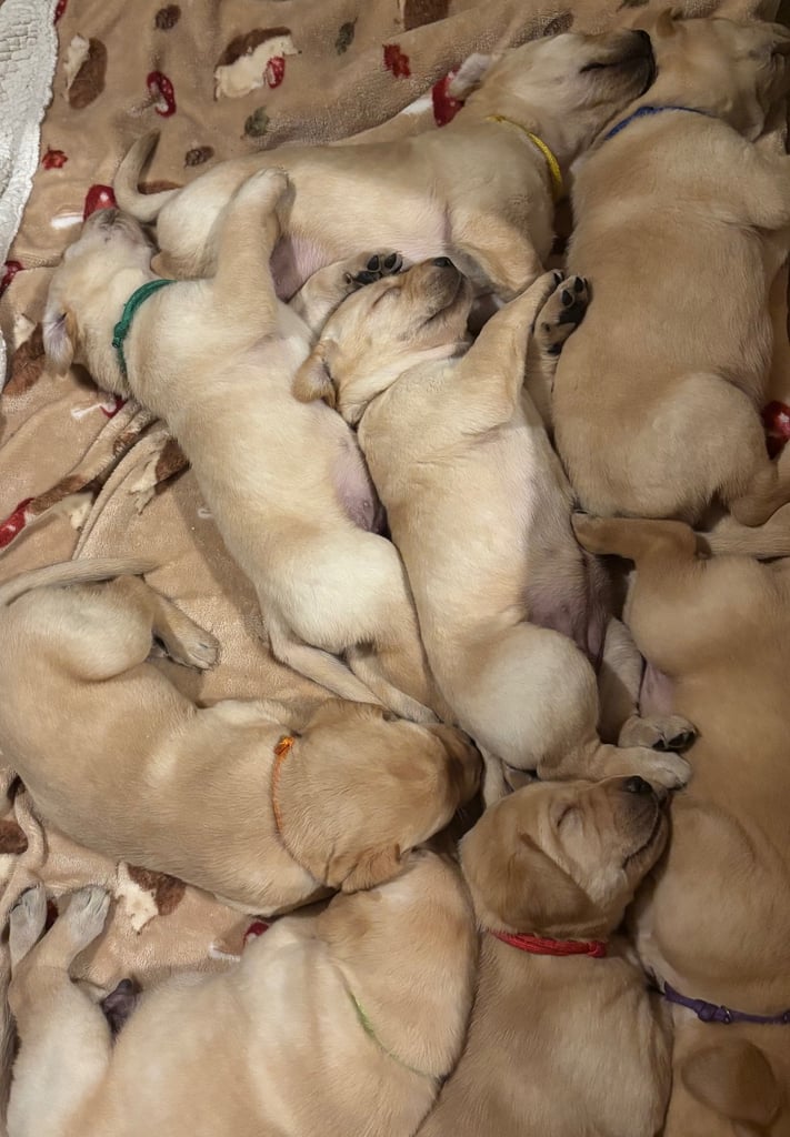Beautiful Labrador puppies