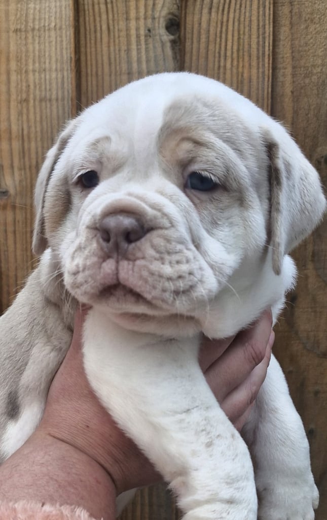 Outstanding old English bulldog available ready now