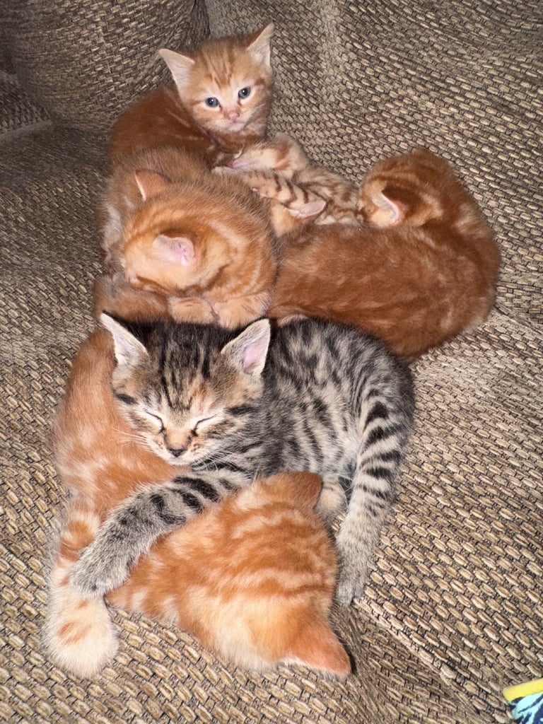 Gorgeous affectionate fluffy kittens 