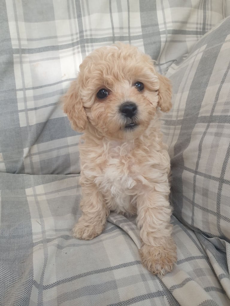 Maltipoo puppies 