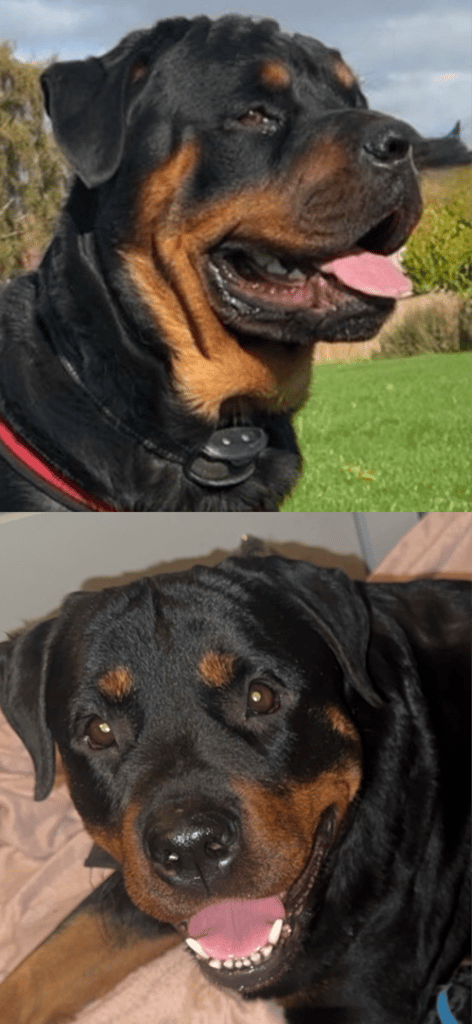 Rottweiler pups 