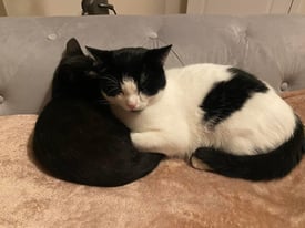 2 kittens for sale 