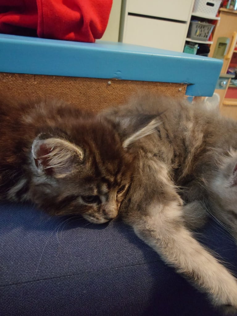 Purebred Maine Coon Kittens 