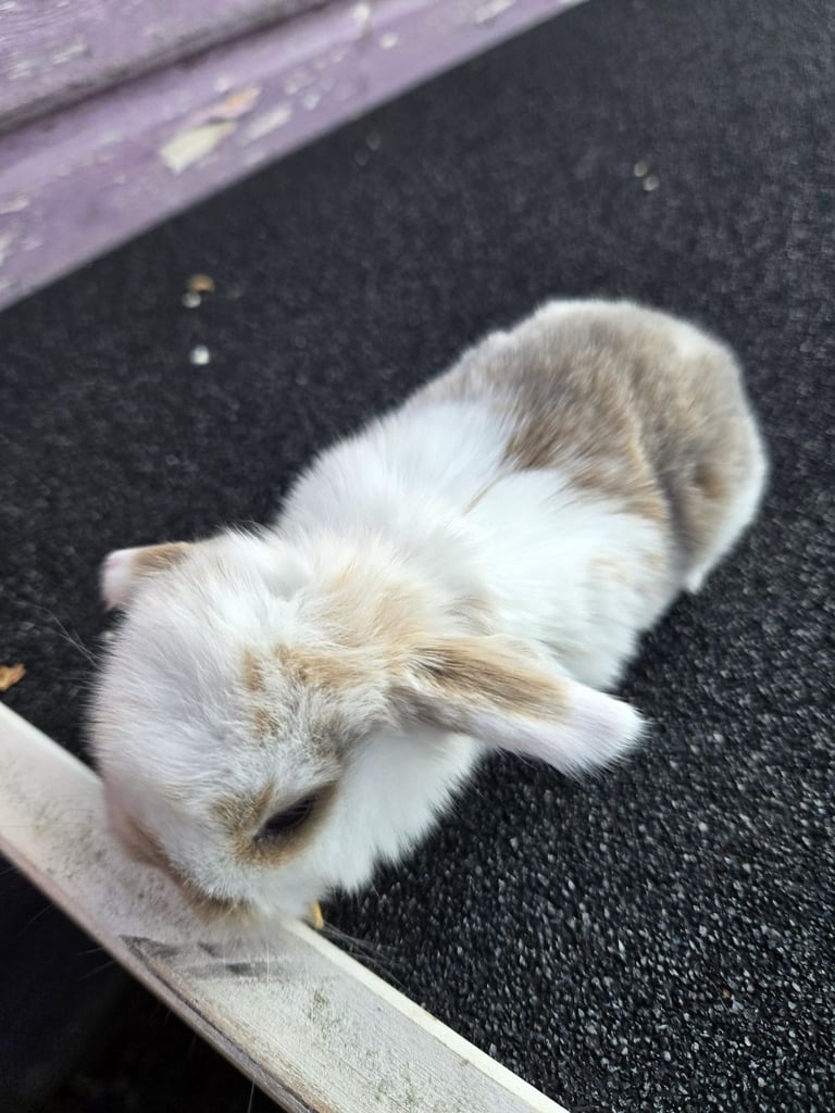Stunning mini lop babies ready to secure.