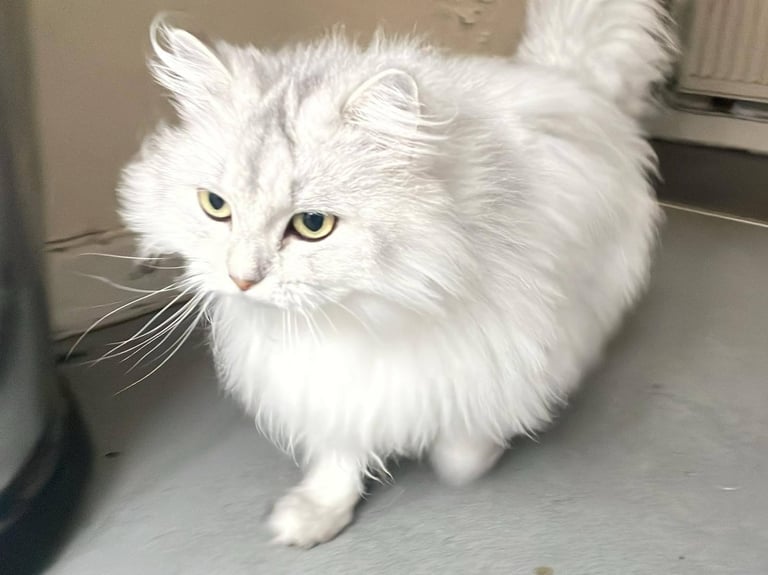 Daisy, 3yr old Persian/Chinchilla for sale