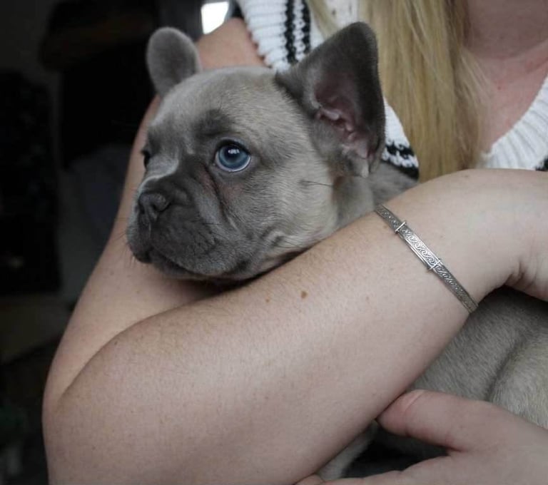 French Bulldog Puppies 