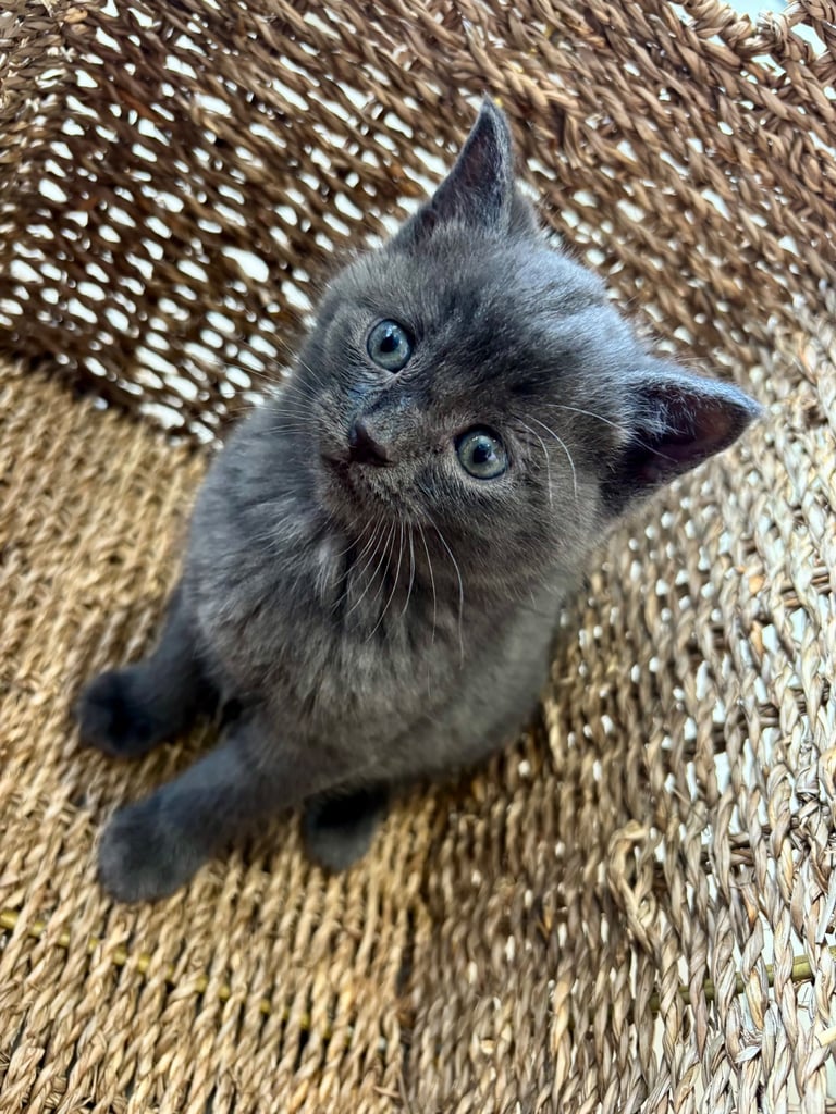 Fluffy kittens 
