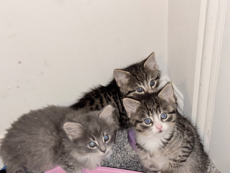 1 LEFT!🩷 Siberian x British shorthair kittens 🐱 
