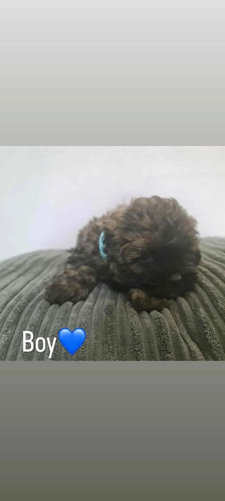 Shihtzu x toy poodle pups