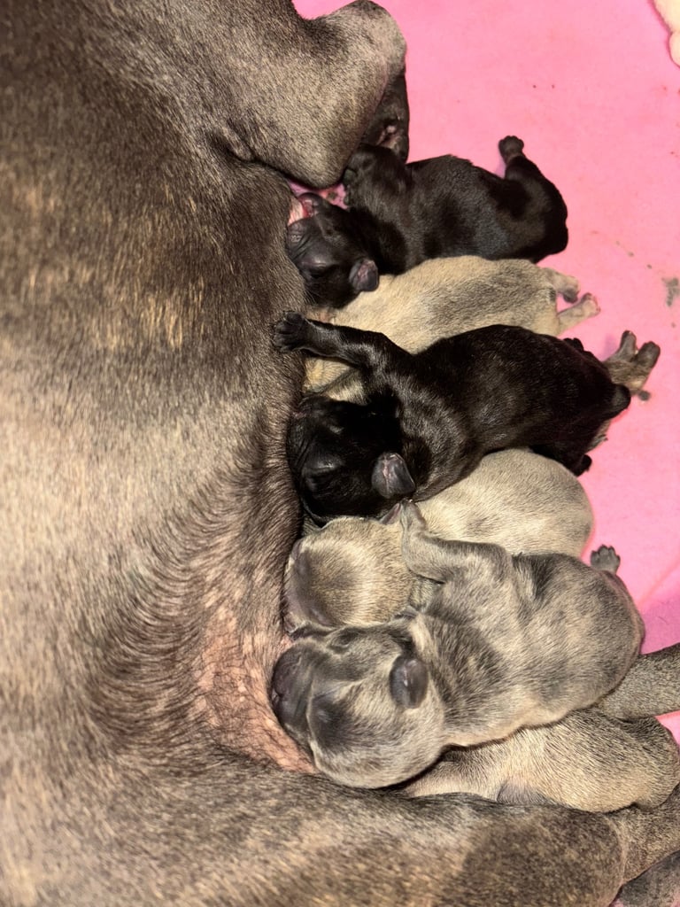 K c Frenchie puppies 