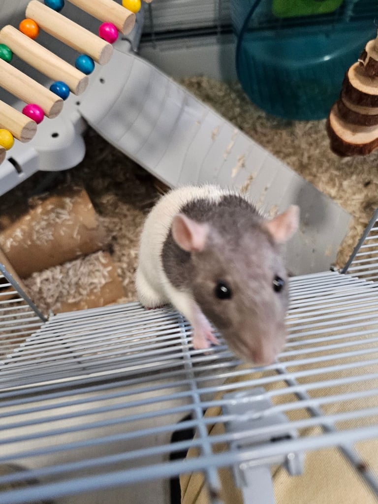 2 Female Rats plus Cage 