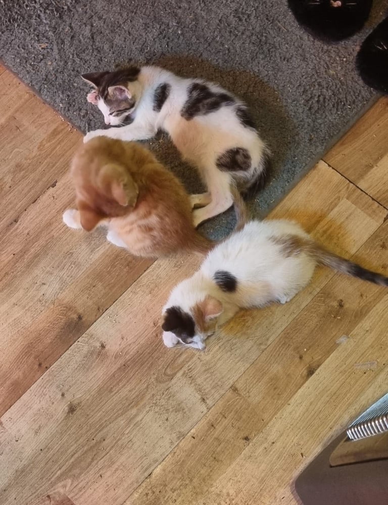 Kittens for sale