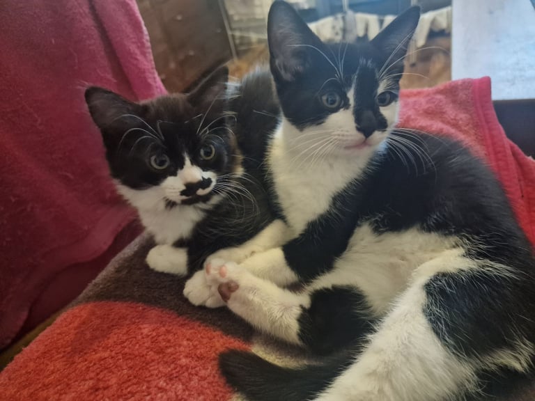 gorgeous black and white kittens