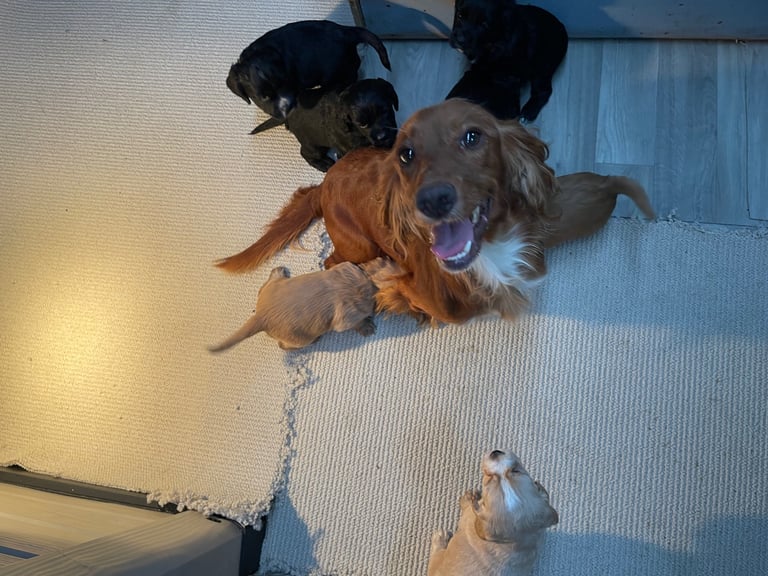 🐾 Gorgeous Cocker Spaniel Puppies  🐾