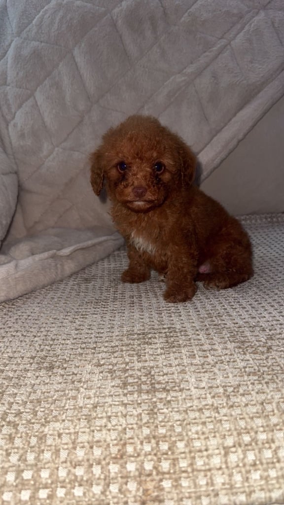Beautiful miniature poodles
