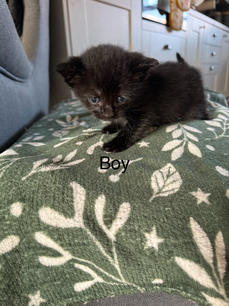 Kittens 