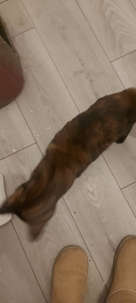 Beautiful black and ginger cat 6 months old last one available now only £150