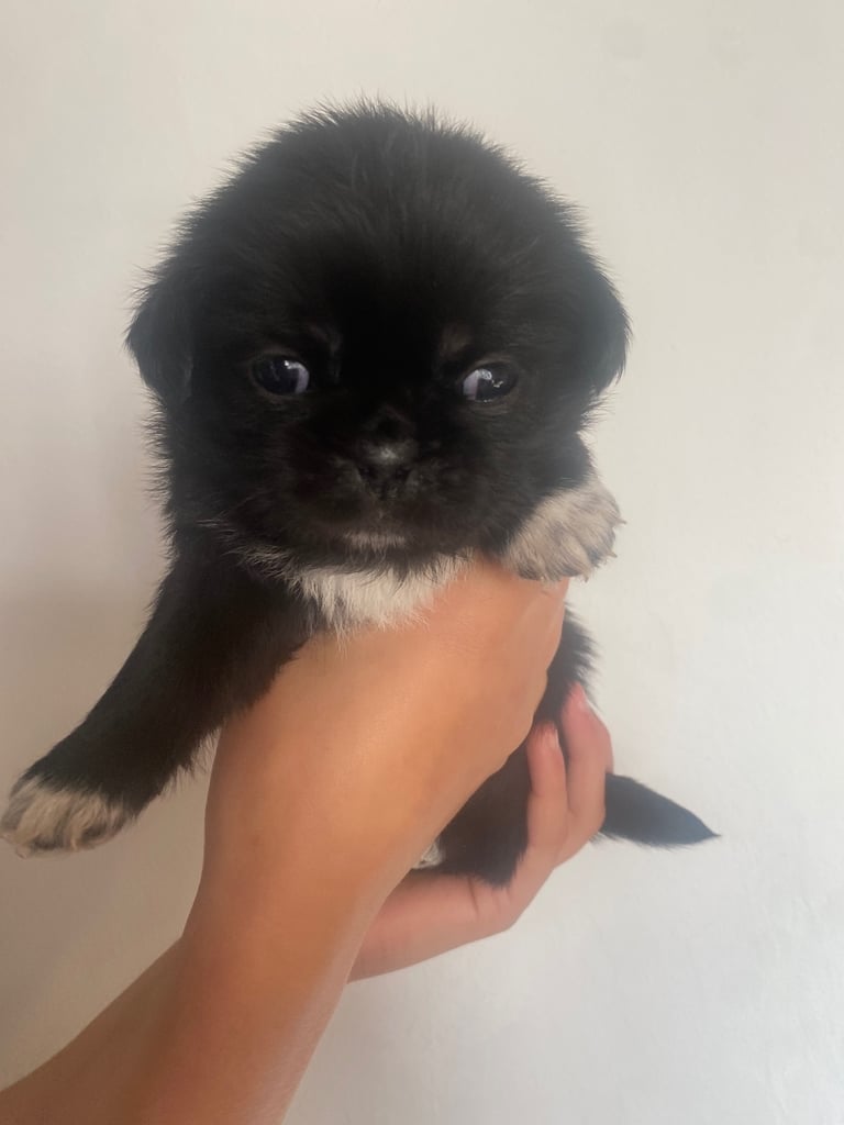 pugzu puppies for sale 