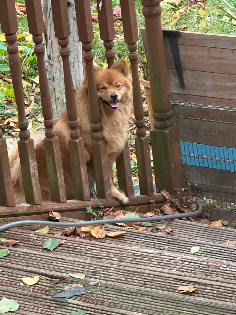 Pomeranian dog almost 3 years