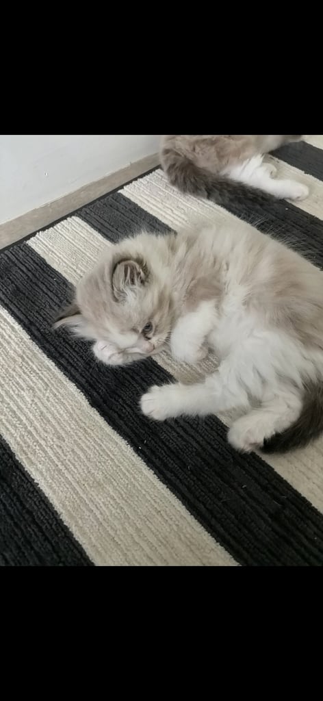 ragdoll x persian 