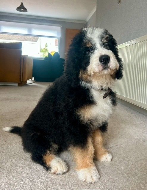 image for First Generation Bernadoodle Male 6mths
