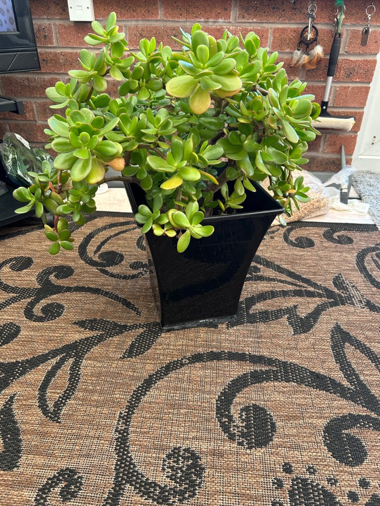 image for Money Plant for sale