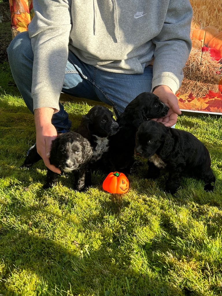 Cocker Spaniel cross pups