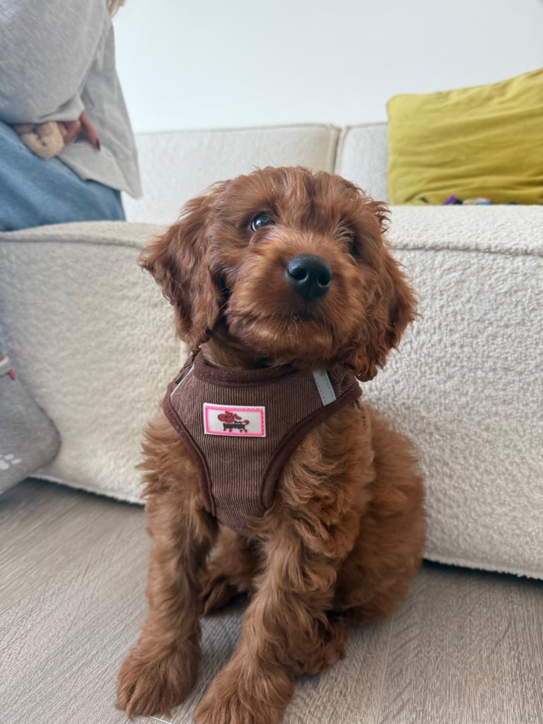 Labradoodle for sale - serious buyers only 