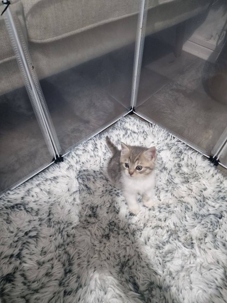 7 kittens 