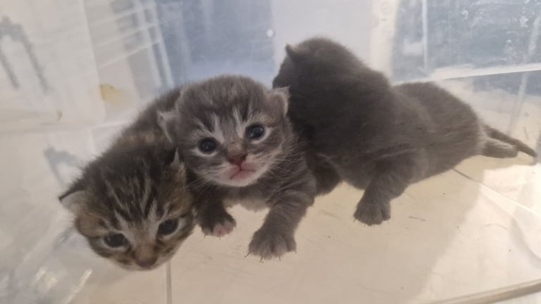 3 Kittens For Sale 