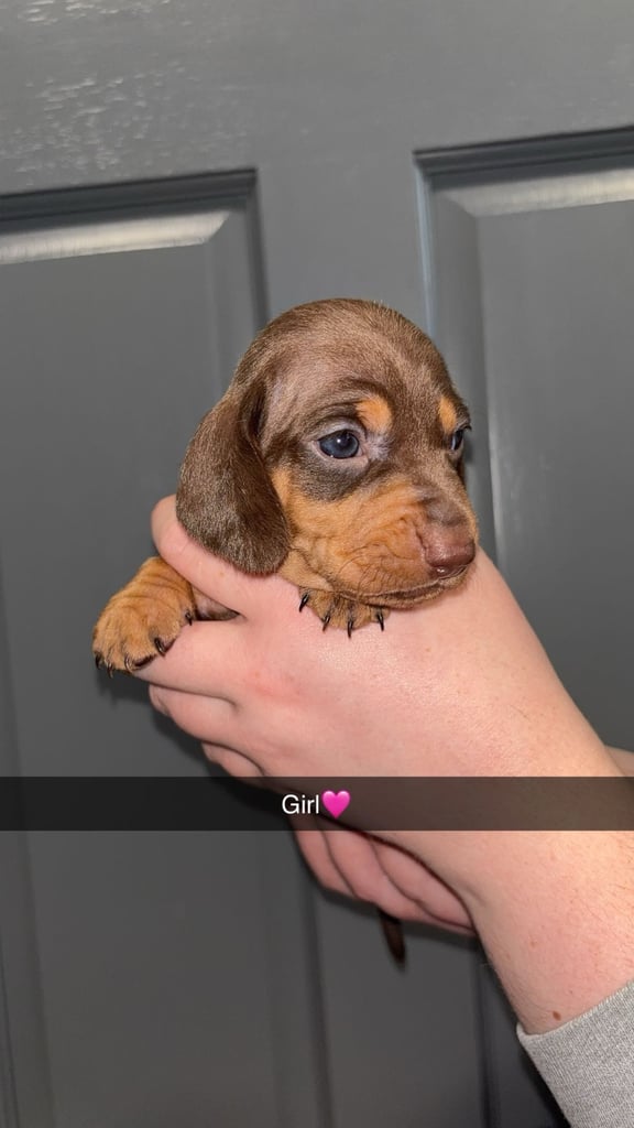 Miniature Dachshund Puppies 