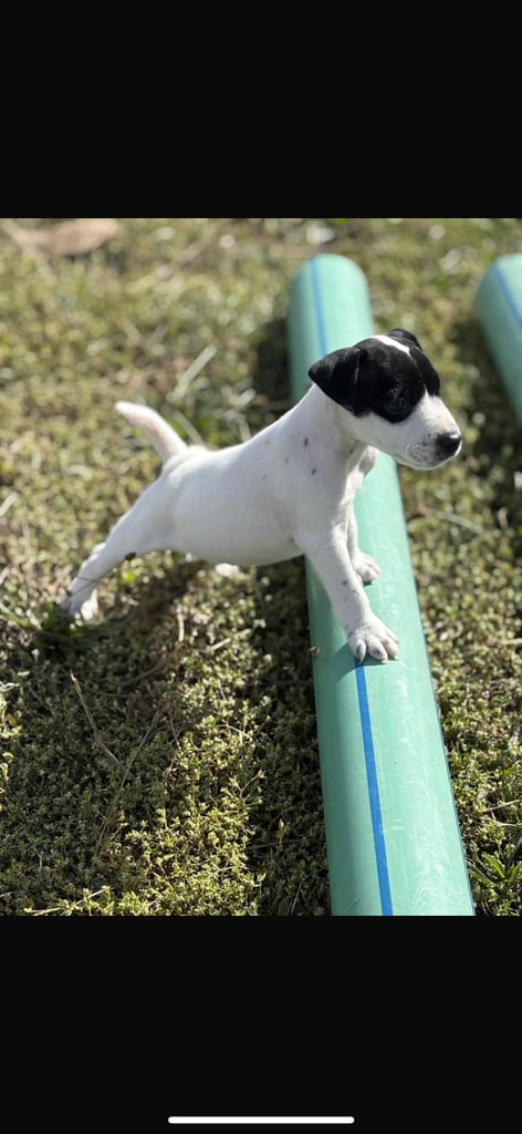 Jack Russel puppys 
